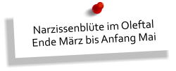 Narzissenblüte im Oleftal Ende März bis Anfang Mai